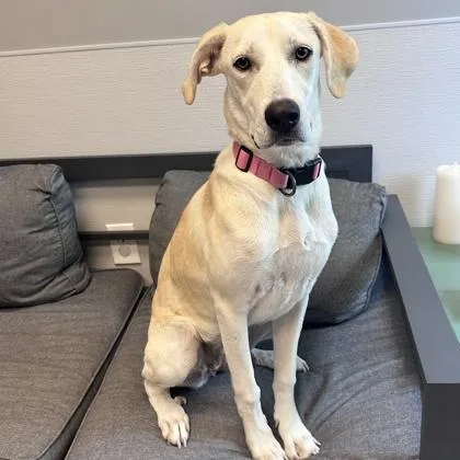 An adult medium-sized female Apricot / Beige Mixed Breed dog named Lizzie for adoption in Lansing, MI