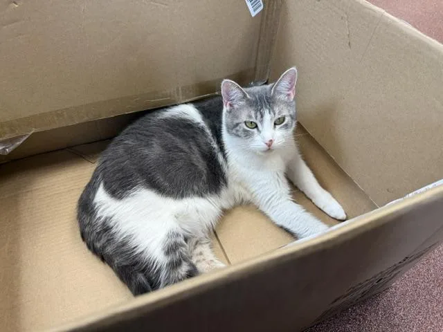 An adult medium-sized female Tabby (Gray / Blue / Silver) Domestic Short Hair cat named Coraline for adoption in Saranac Lake, NY