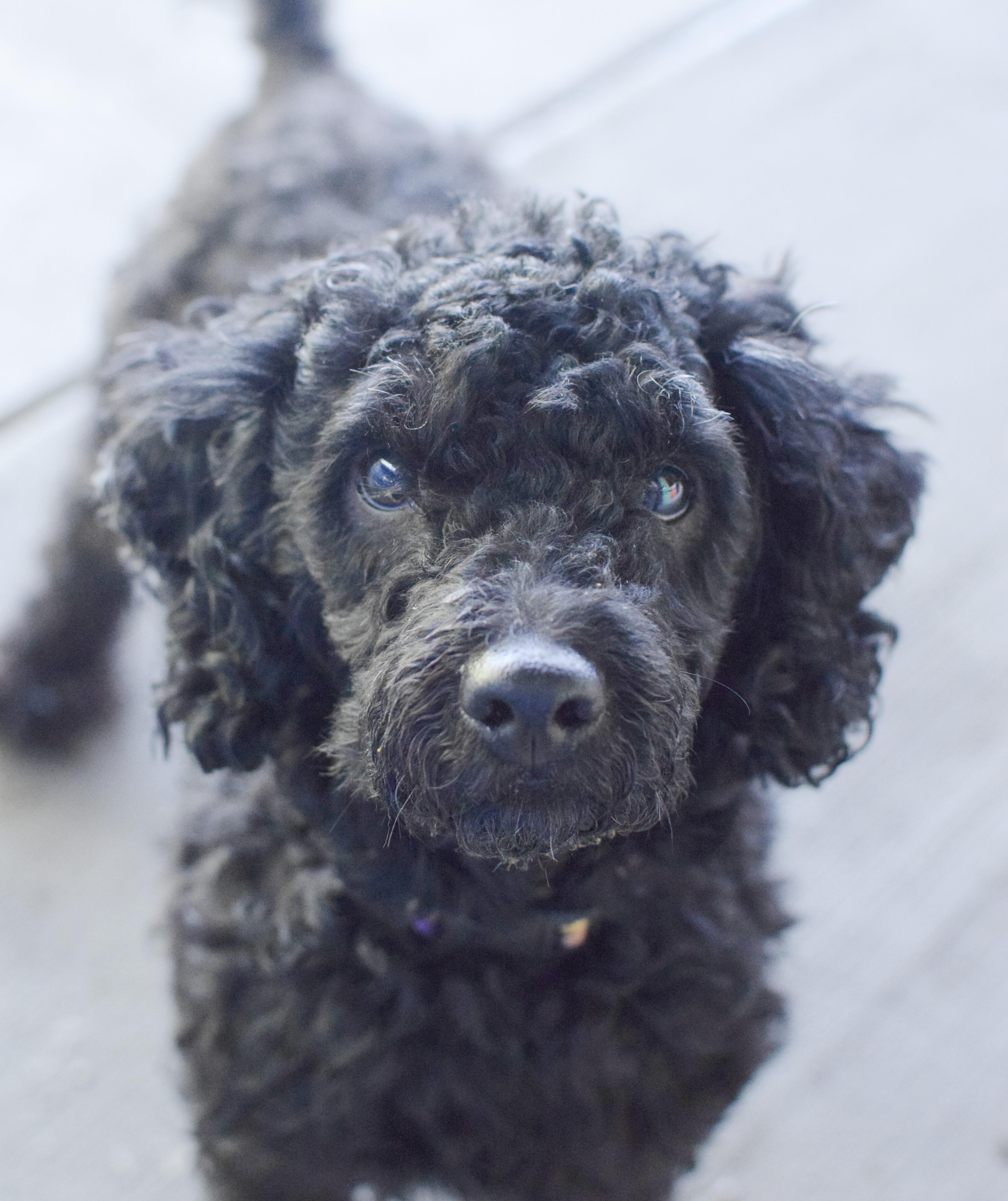 An adult small-sized male Black Miniature Poodle dog named Pippin for adoption in Pontiac, MI