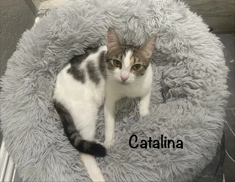 An adult medium-sized female Calico Domestic Short Hair cat named Catalina & Avalon for adoption in Venice, CA