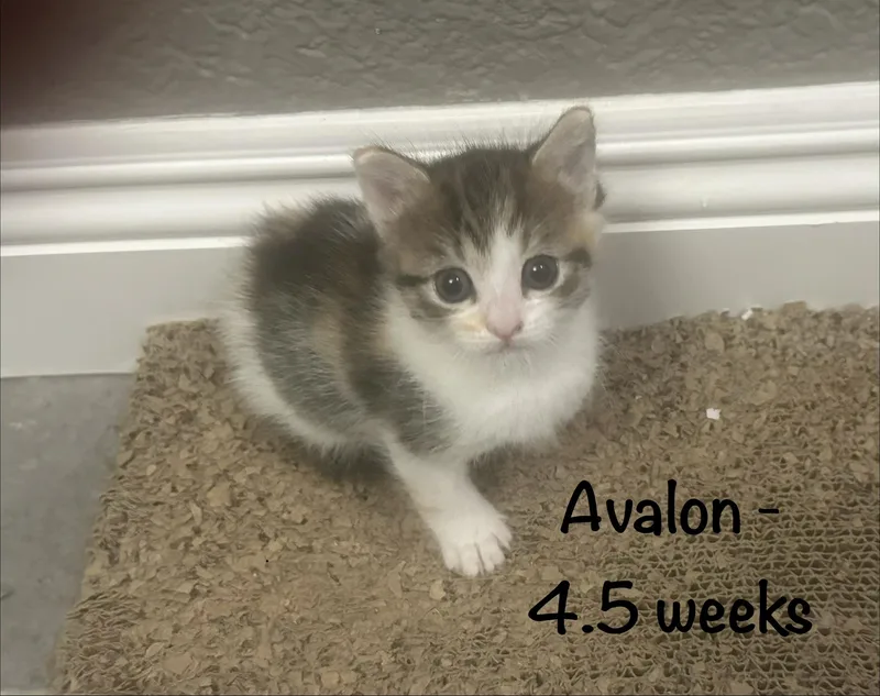 Catalina & Avalon thumbnail 2