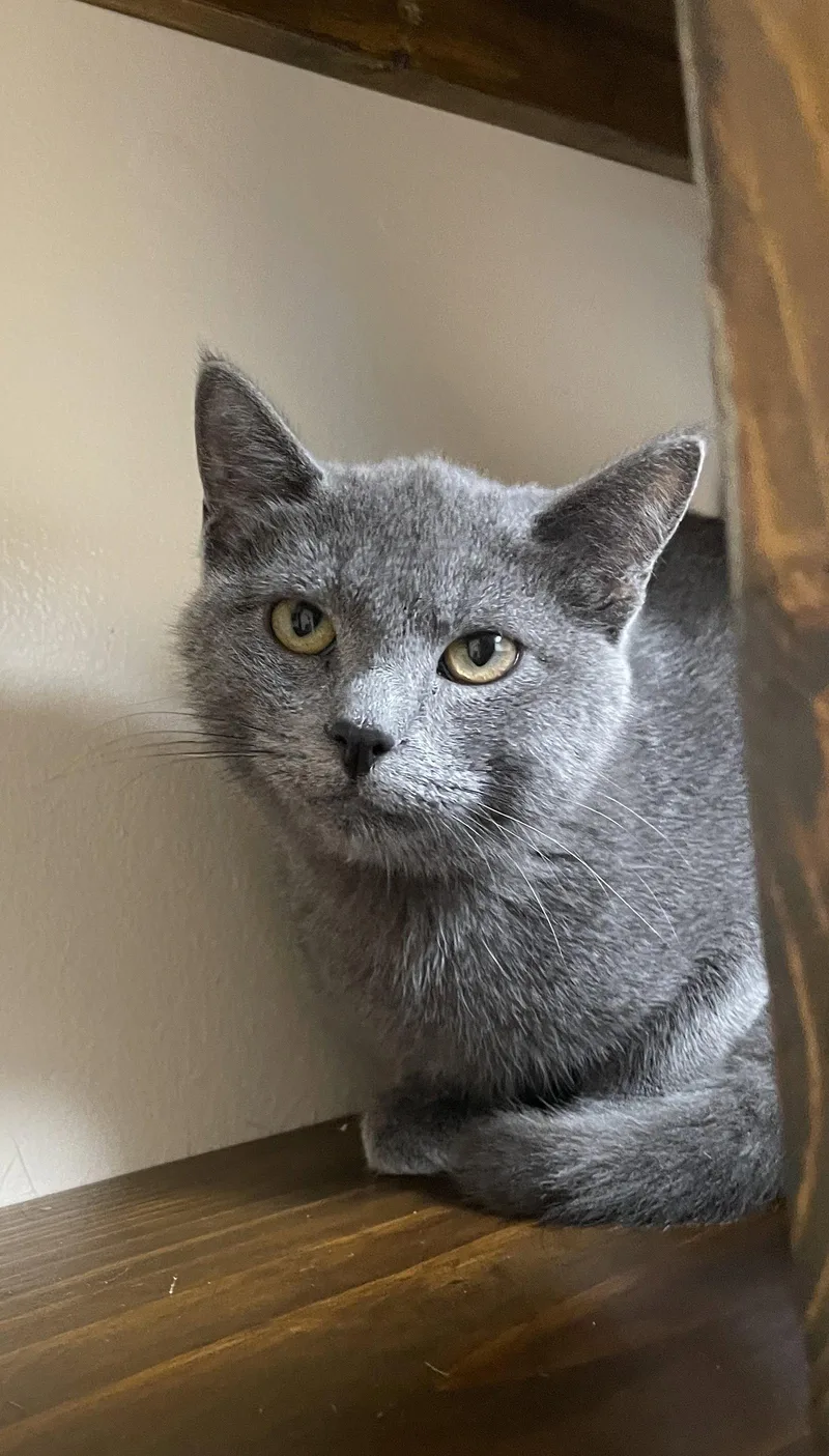 A baby medium-sized male Gray / Blue / Silver Domestic Short Hair cat named Merlin for adoption in Champaign, IL