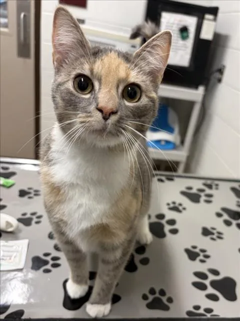 A young medium-sized female Domestic Short Hair cat named Alomar for adoption in Derwood, MD
