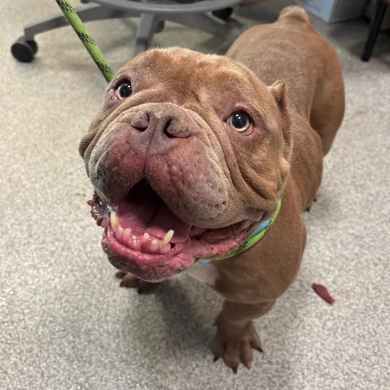 An adult medium-sized female Brown / Chocolate American Bulldog dog named Dottie for adoption in Englewood, FL