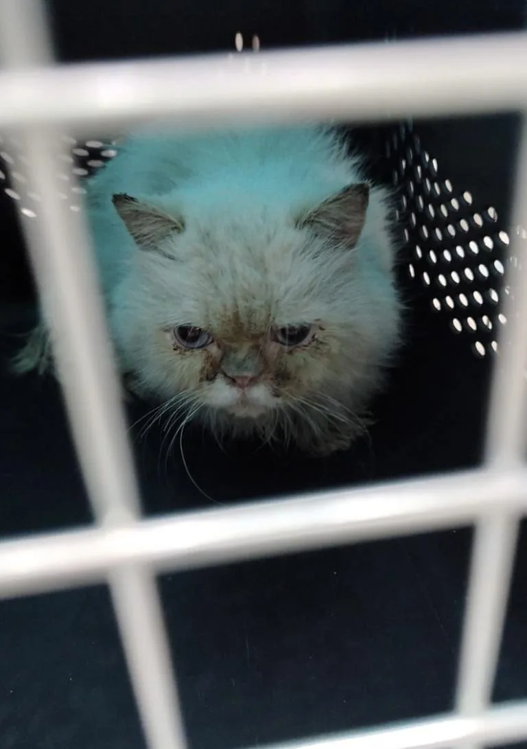 An adult medium-sized male Cream / Ivory Persian cat named Cosmo Sa Purrsian for adoption in New York, NY