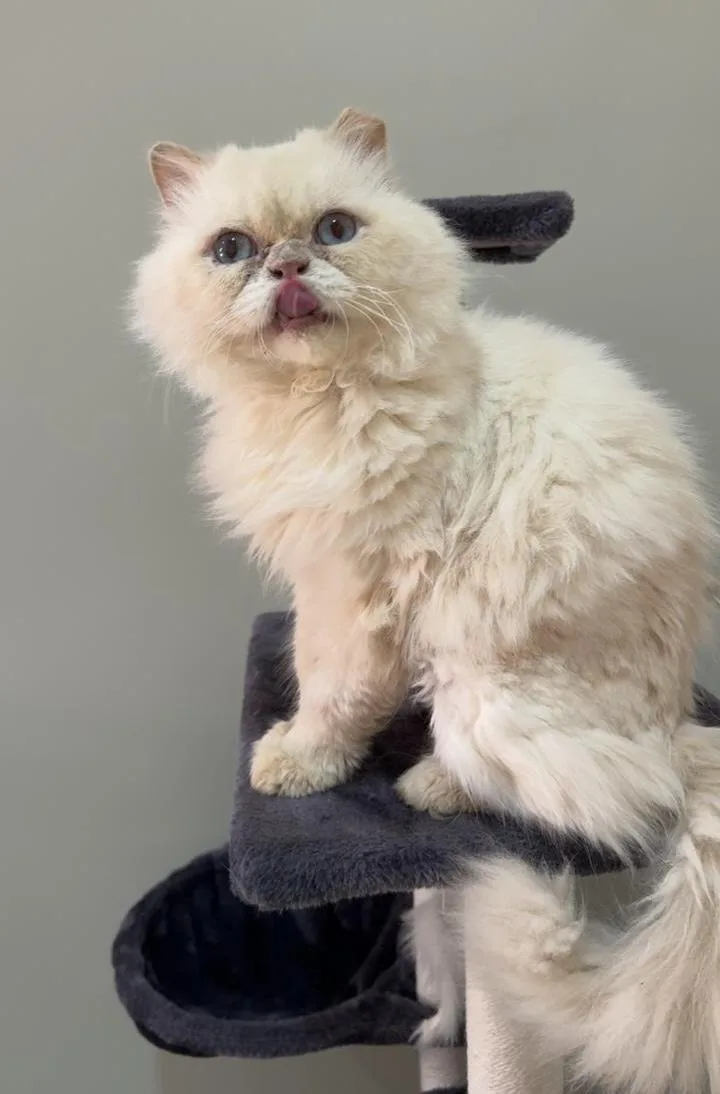 Cosmo Sa Purrsian thumbnail 2