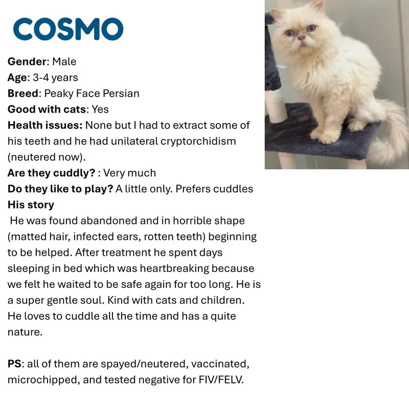 Cosmo Sa Purrsian thumbnail 3