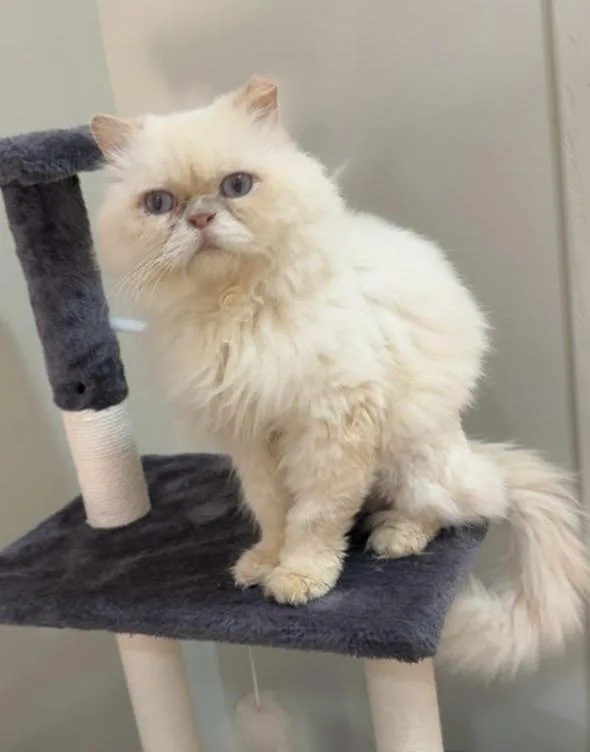 Cosmo Sa Purrsian thumbnail 4