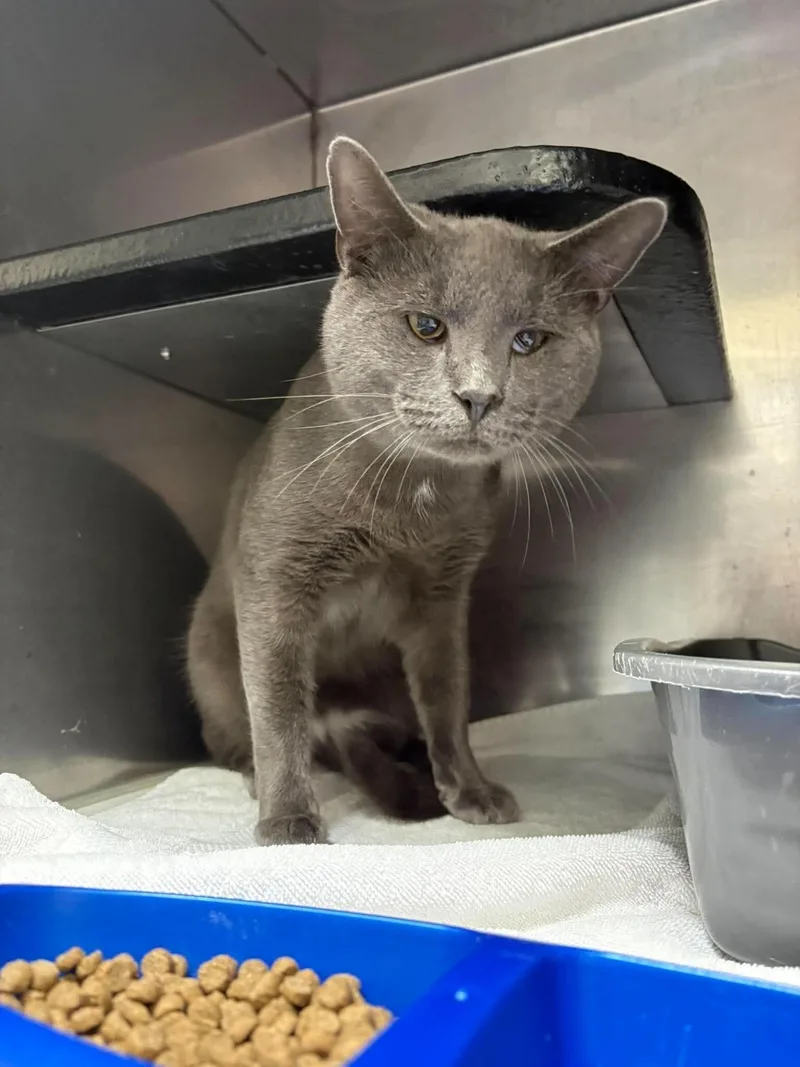 An adult medium-sized male Domestic Short Hair cat named Smoke for adoption in Burgaw, NC