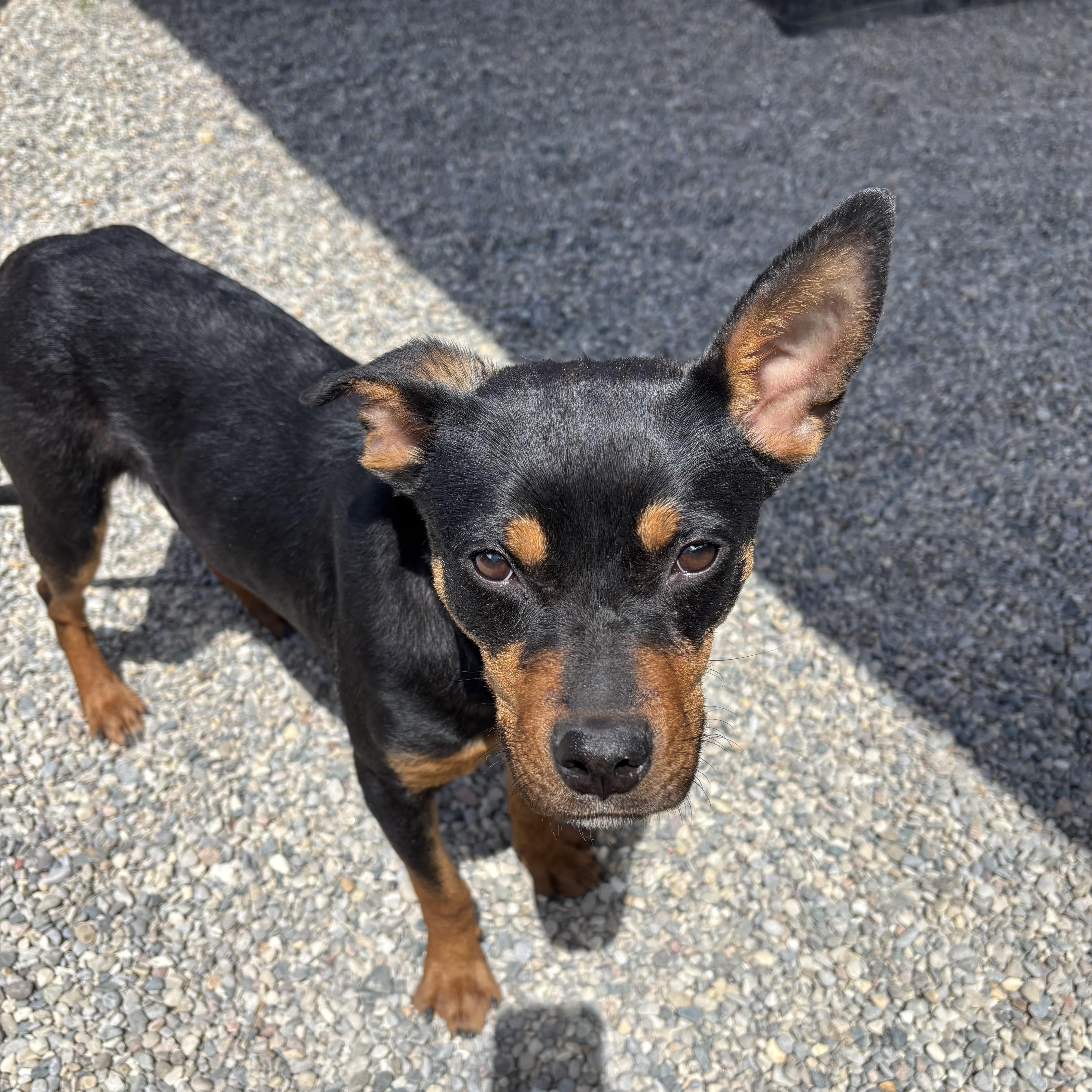 A baby small-sized female Miniature Pinscher dog named Infinity for adoption in Oxford, MI