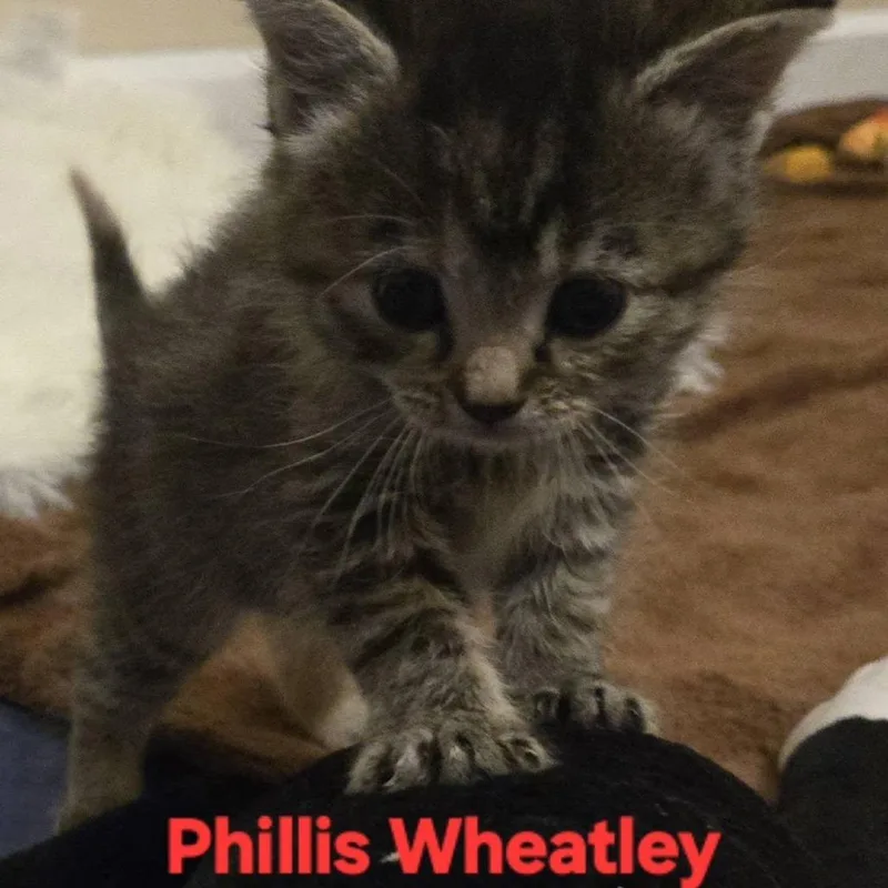 Phillis Wheatley thumbnail 2