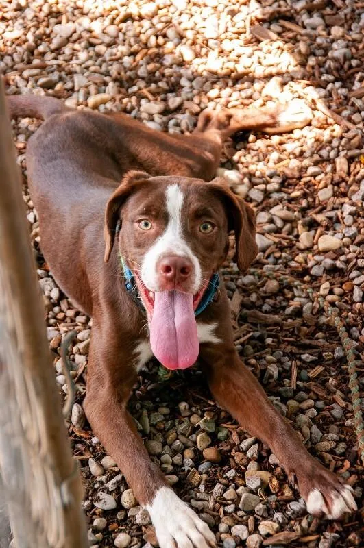 A young medium-sized female Brown / Chocolate Mixed Breed dog named Sapling for adoption in Cincinnati, OH