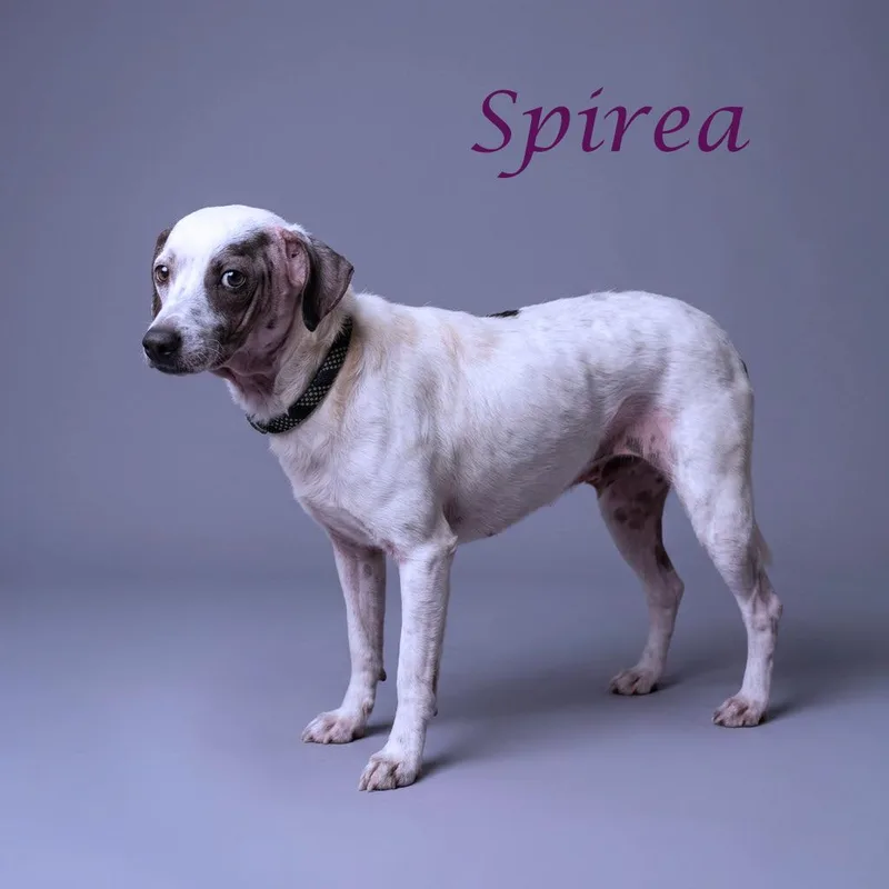 An adult small-sized female White / Cream Rat Terrier dog named Spirea D for adoption in Lebanon, TN