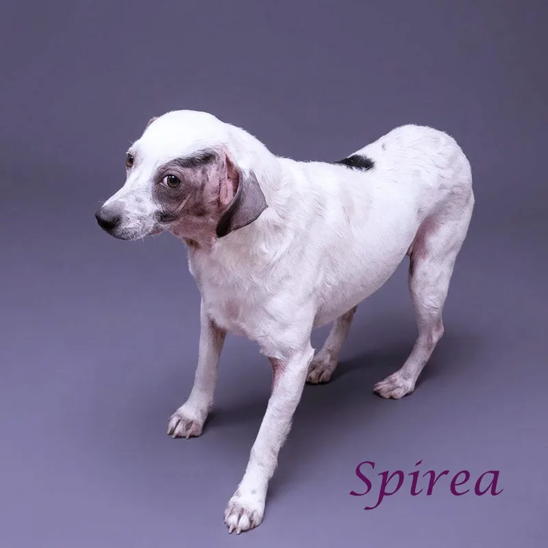 Spirea D thumbnail 2