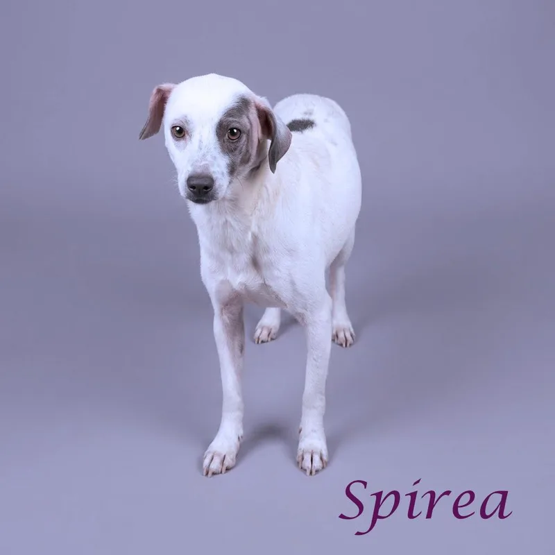 Spirea D thumbnail 3