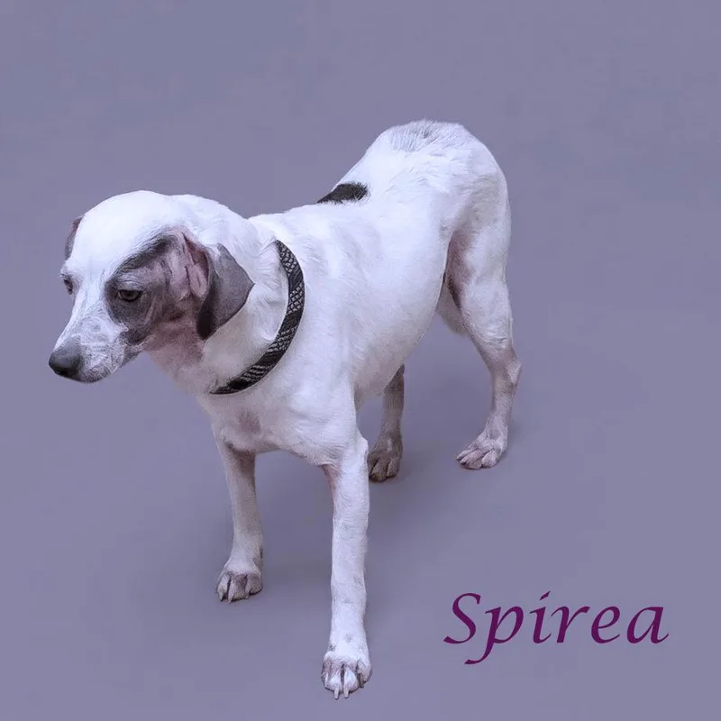 Spirea D thumbnail 4