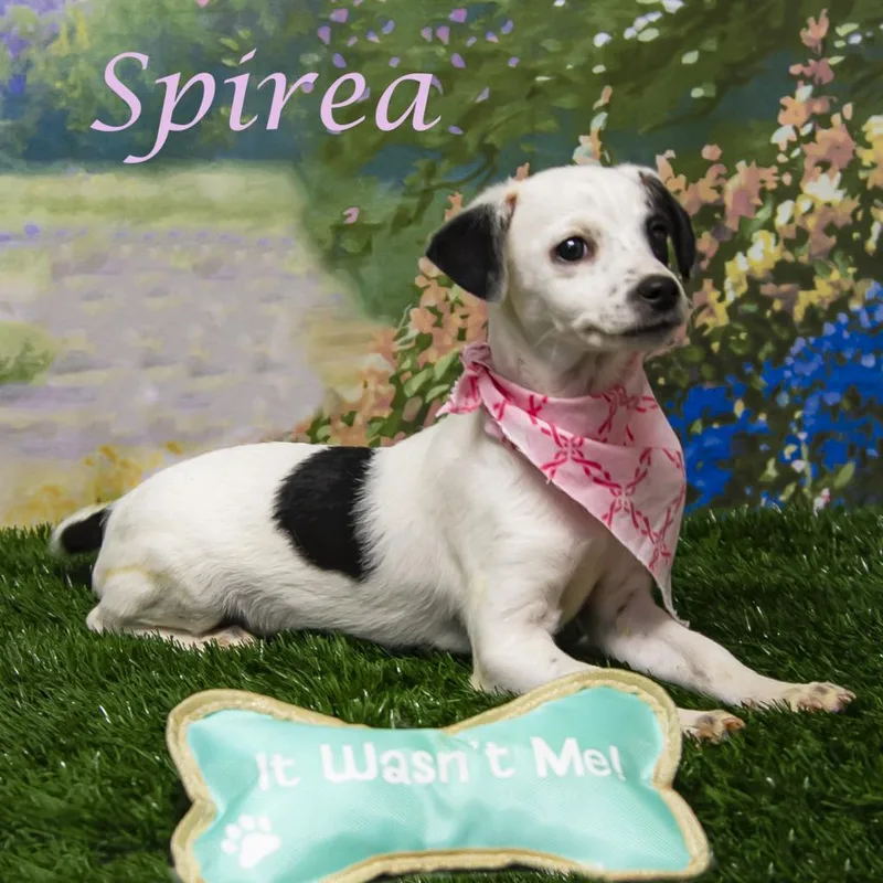Spirea D thumbnail 5