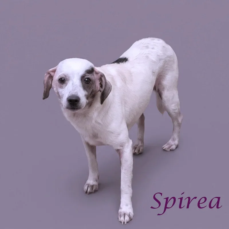Spirea D thumbnail 6