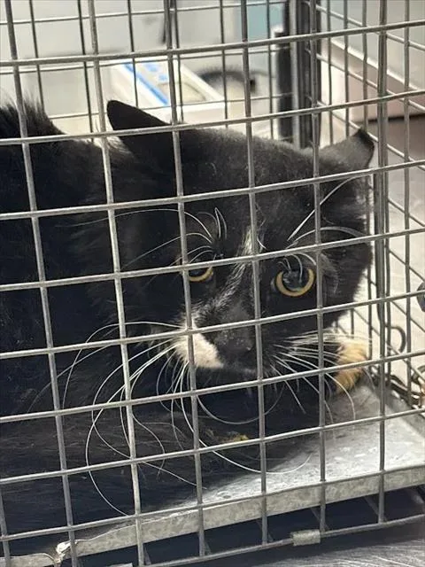 A young large-sized male Domestic Short Hair cat named Loki for adoption in Las Vegas, NV