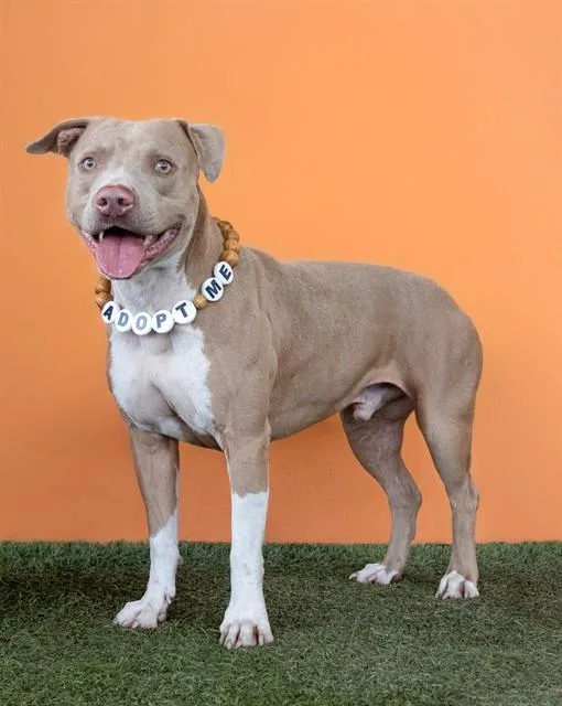A young large-sized male Terrier dog named Rubio Chuchu for adoption in Miami, FL
