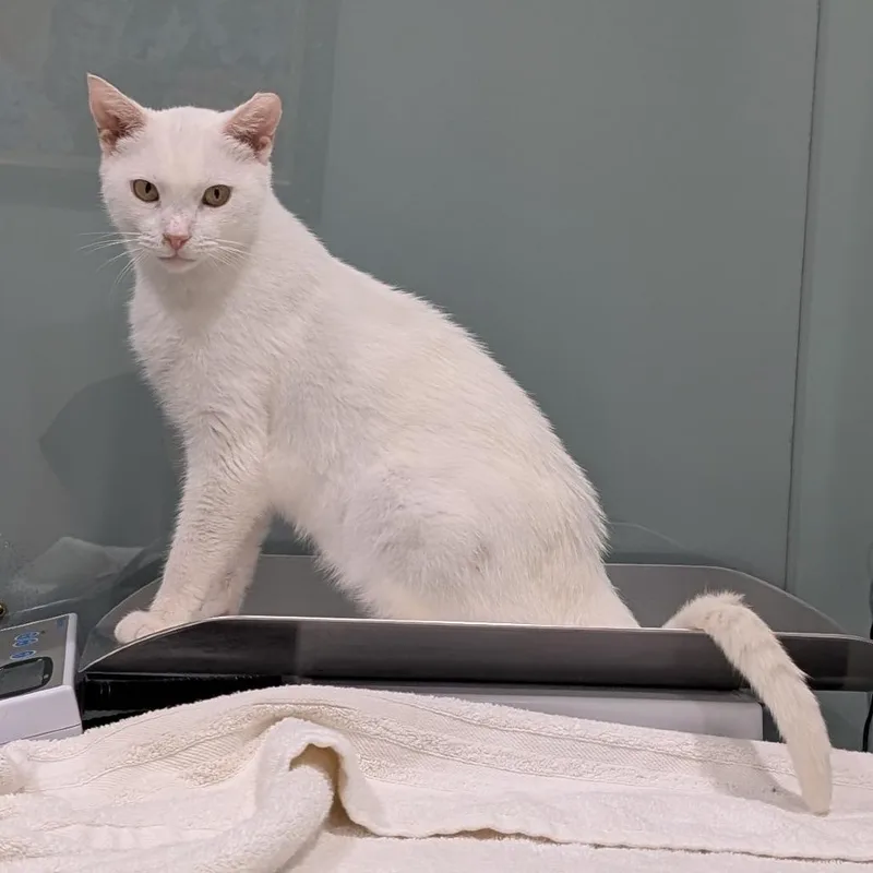 Jon Snow thumbnail 2