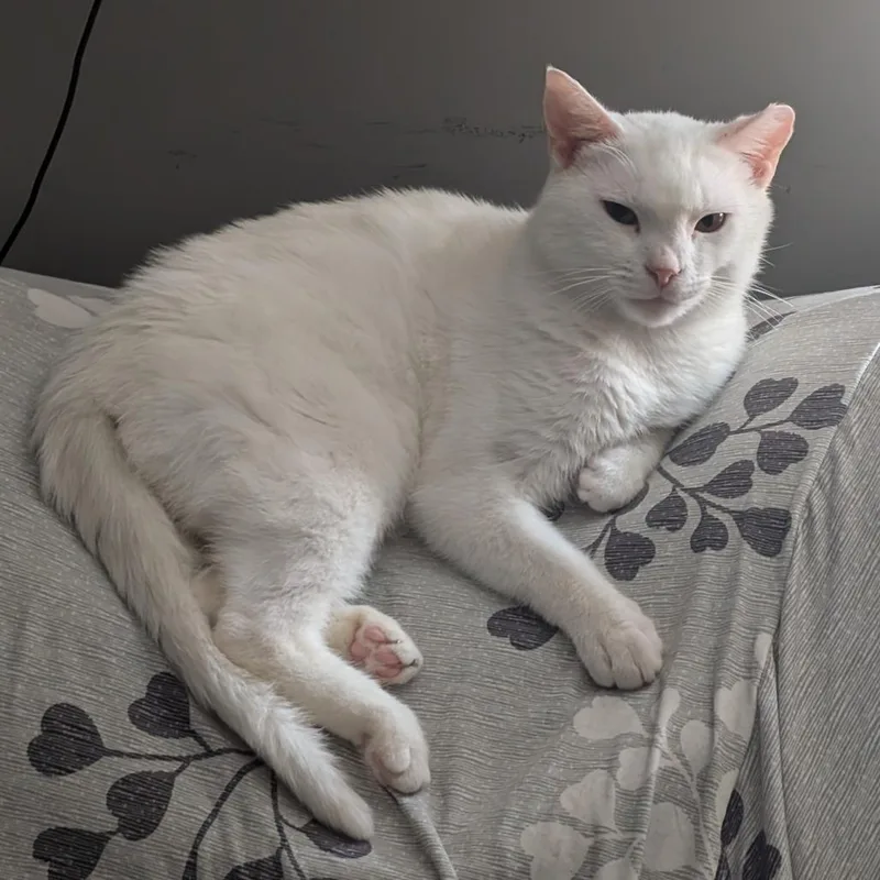 Jon Snow thumbnail 3