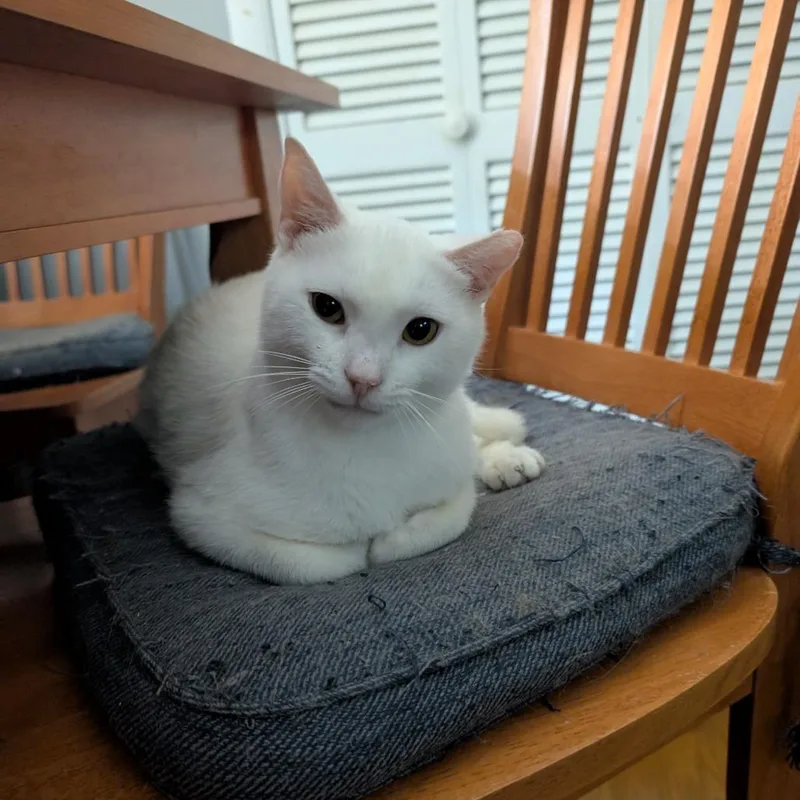 Jon Snow thumbnail 4