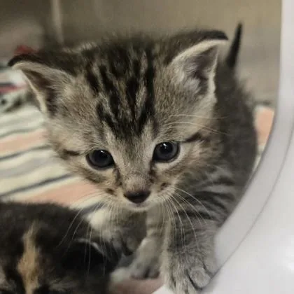 A baby small-sized male Domestic Short Hair cat named Clam for adoption in Westland, MI