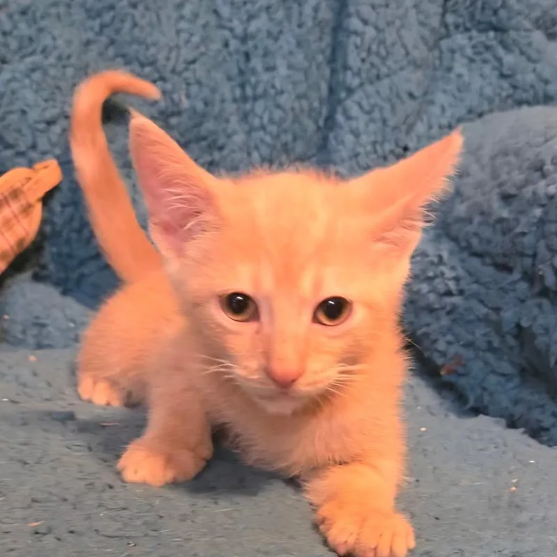 A baby small-sized male Orange / Red Domestic Short Hair cat named Rooster Rosear for adoption in Tallahassee, FL