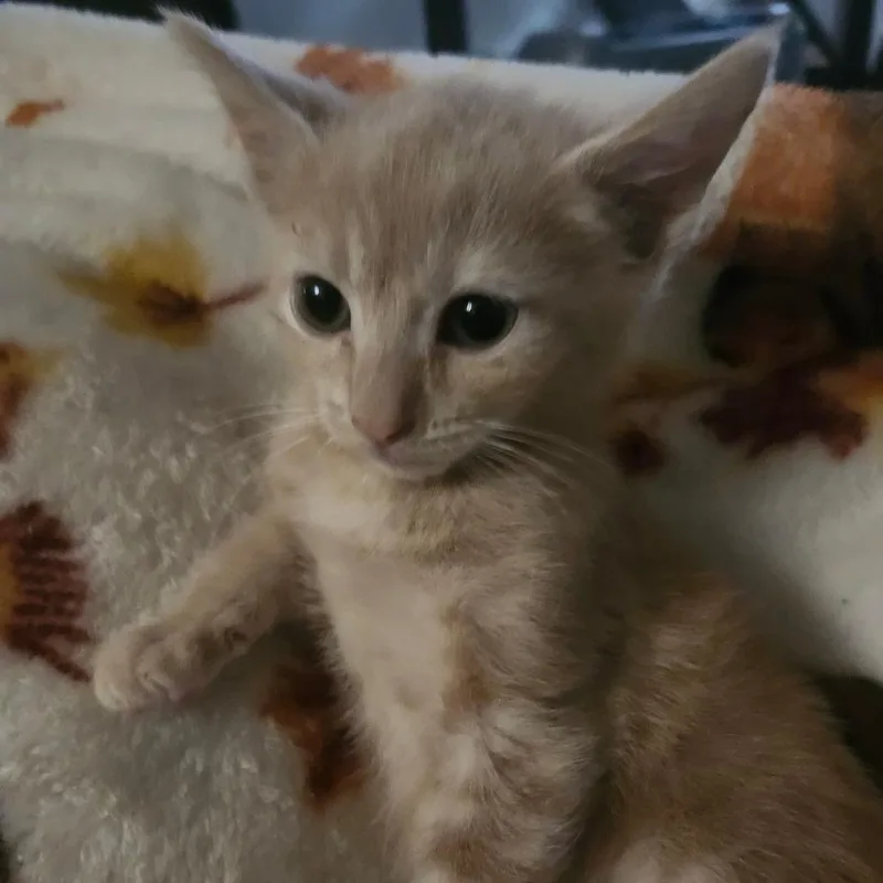 Rooster Rosear thumbnail 2