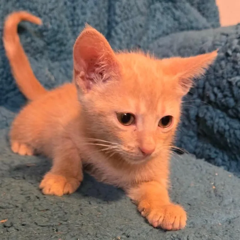 Rooster Rosear thumbnail 3