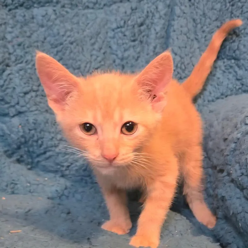 Rooster Rosear thumbnail 4