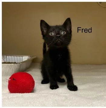 A baby small-sized male Black Domestic Short Hair cat named Frederick for adoption in Raleigh, NC
