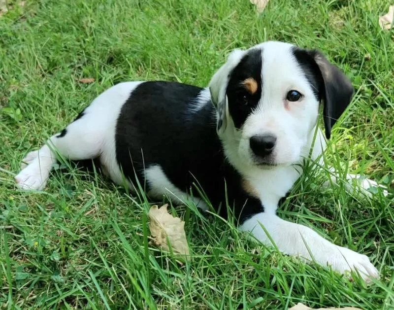 A baby medium-sized male Beagle dog named Artemis for adoption in House Springs, MO