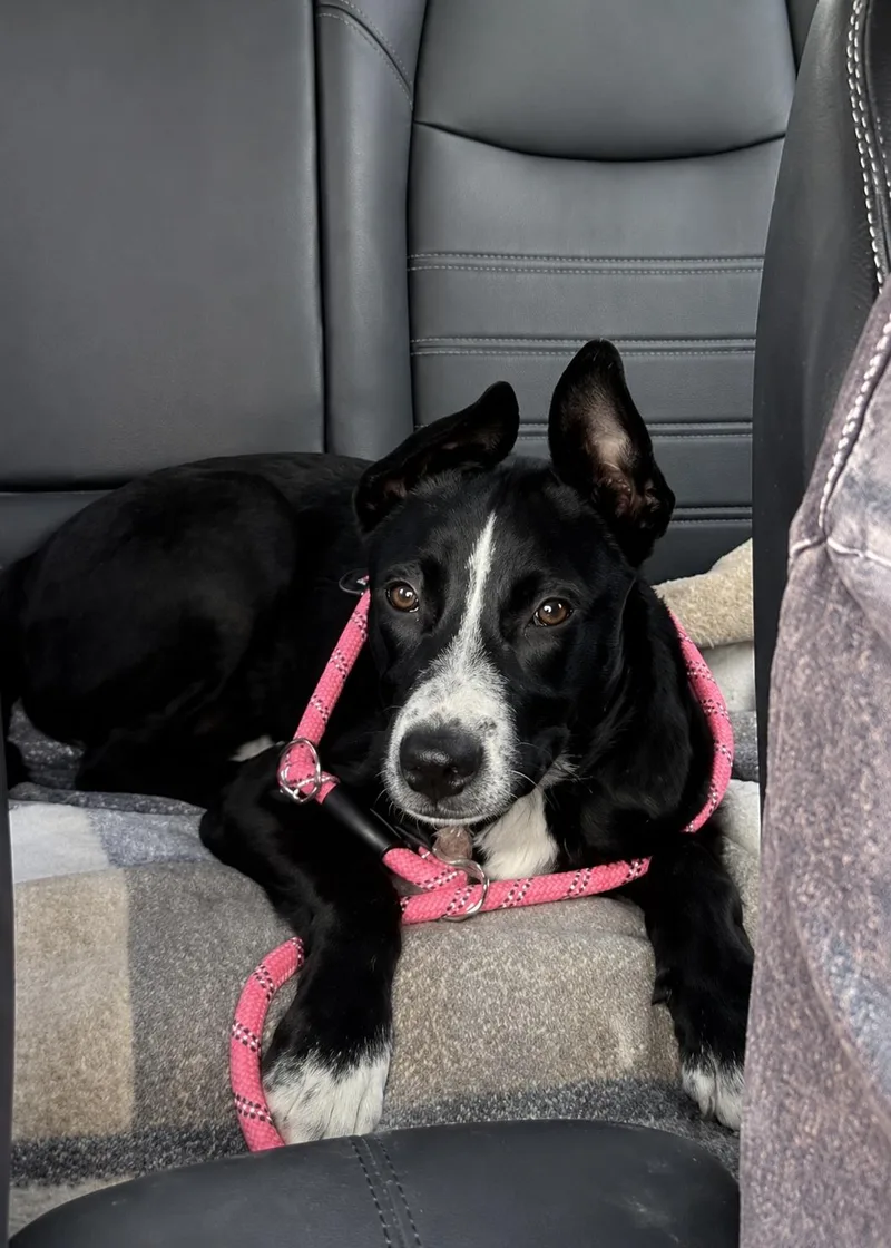 A young medium-sized female Black Shepherd dog named Olivia for adoption in Windcrest, TX