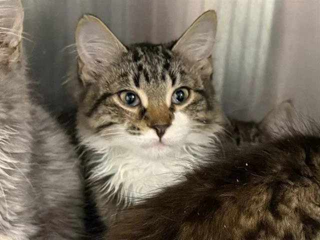 A baby small-sized male Brown / Chocolate Domestic Long Hair cat named Electoral College for adoption in Tavares, FL