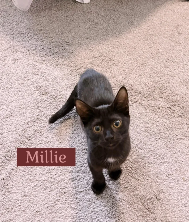 Millie