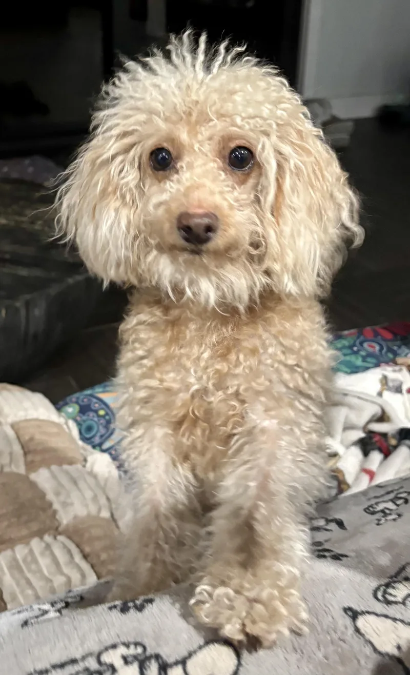 A young small-sized female Miniature Poodle dog named Lolita for adoption in Cape Coral, FL