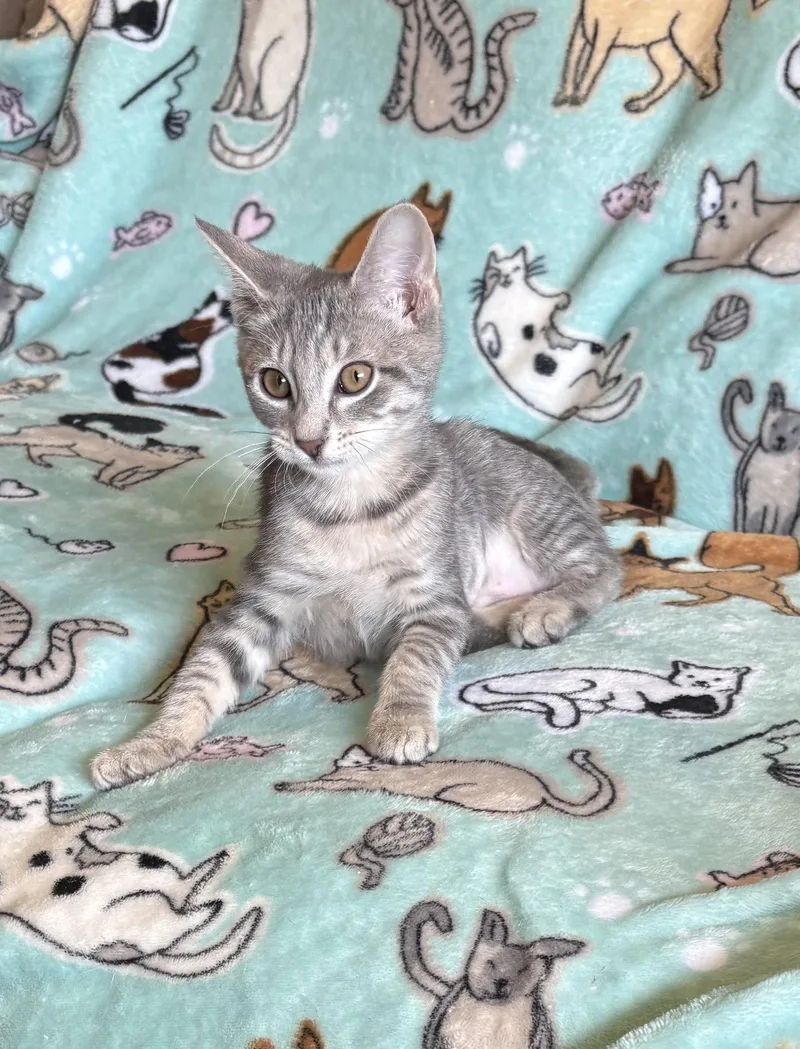 A young small-sized female Domestic Short Hair cat named Margarita for adoption in Newtown Square, PA