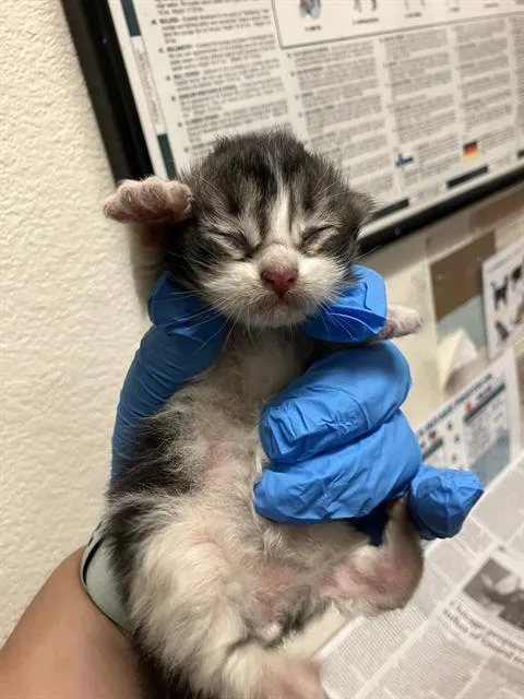A baby small-sized male Domestic Short Hair cat named Chuck Norris for adoption in Long Beach, CA