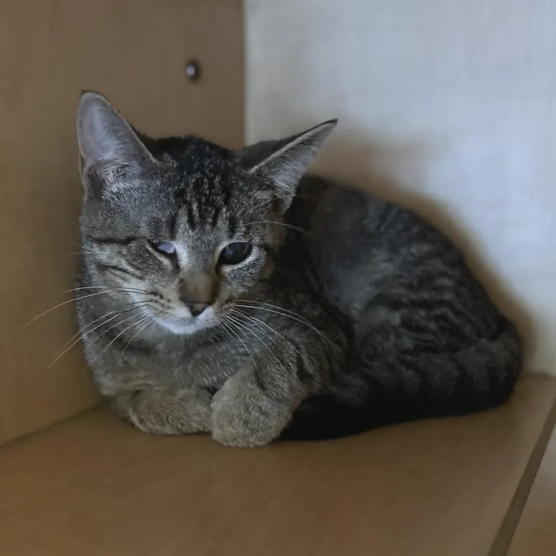 A young small-sized female Brown / Chocolate Domestic Short Hair cat named Thin Mint for adoption in Washington Township, OH