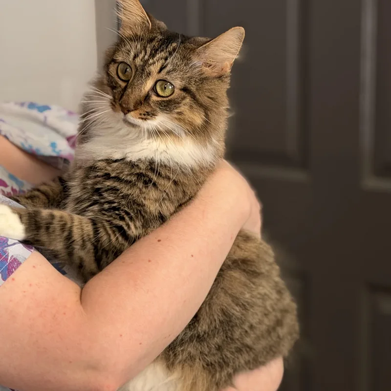 An adult medium-sized female Tabby (Brown / Chocolate) Domestic Long Hair cat named Lorelai for adoption in Meherrin, VA