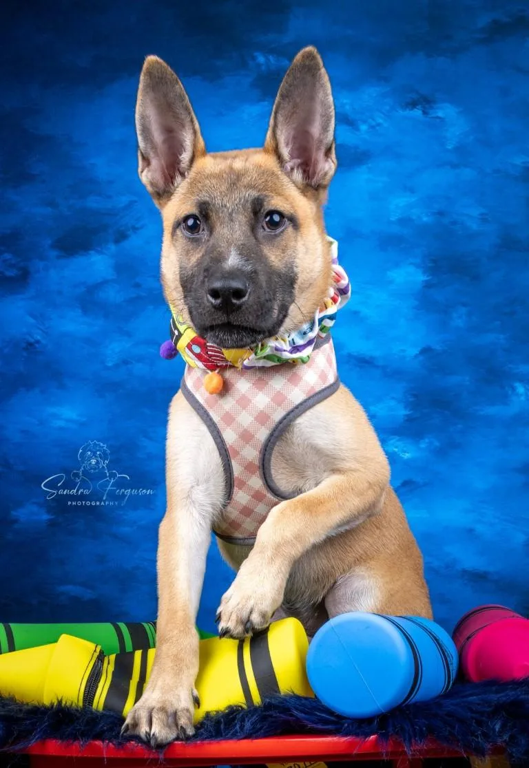 A baby medium-sized female German Shepherd Dog dog named Romy for adoption in Germantown, TN