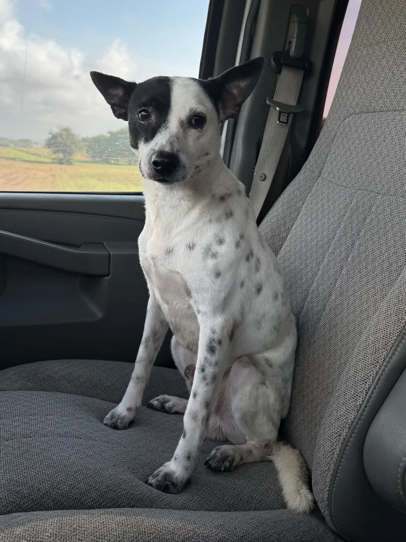 Oreo