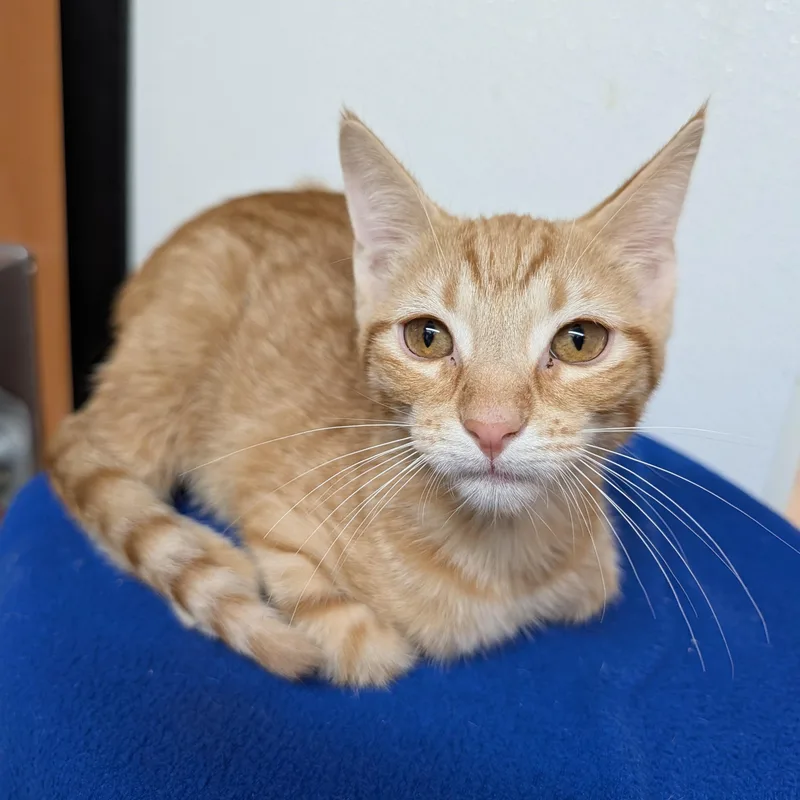 A baby small-sized male Tabby (Orange / Red) Domestic Short Hair cat named Athos for adoption in Rochester, MN