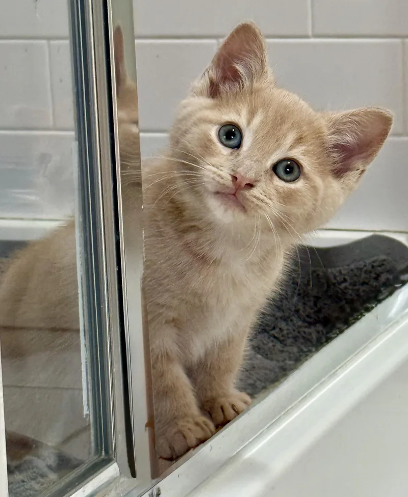 A baby large-sized male Buff / Tan / Fawn Domestic Short Hair cat named Chandler for adoption in Montclair, NJ