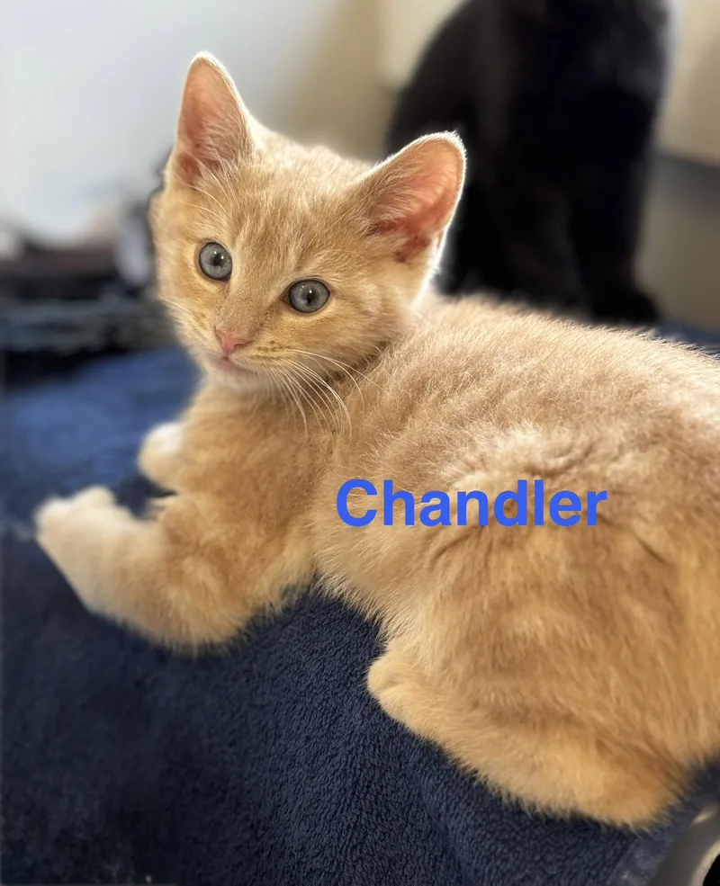 Chandler thumbnail 2