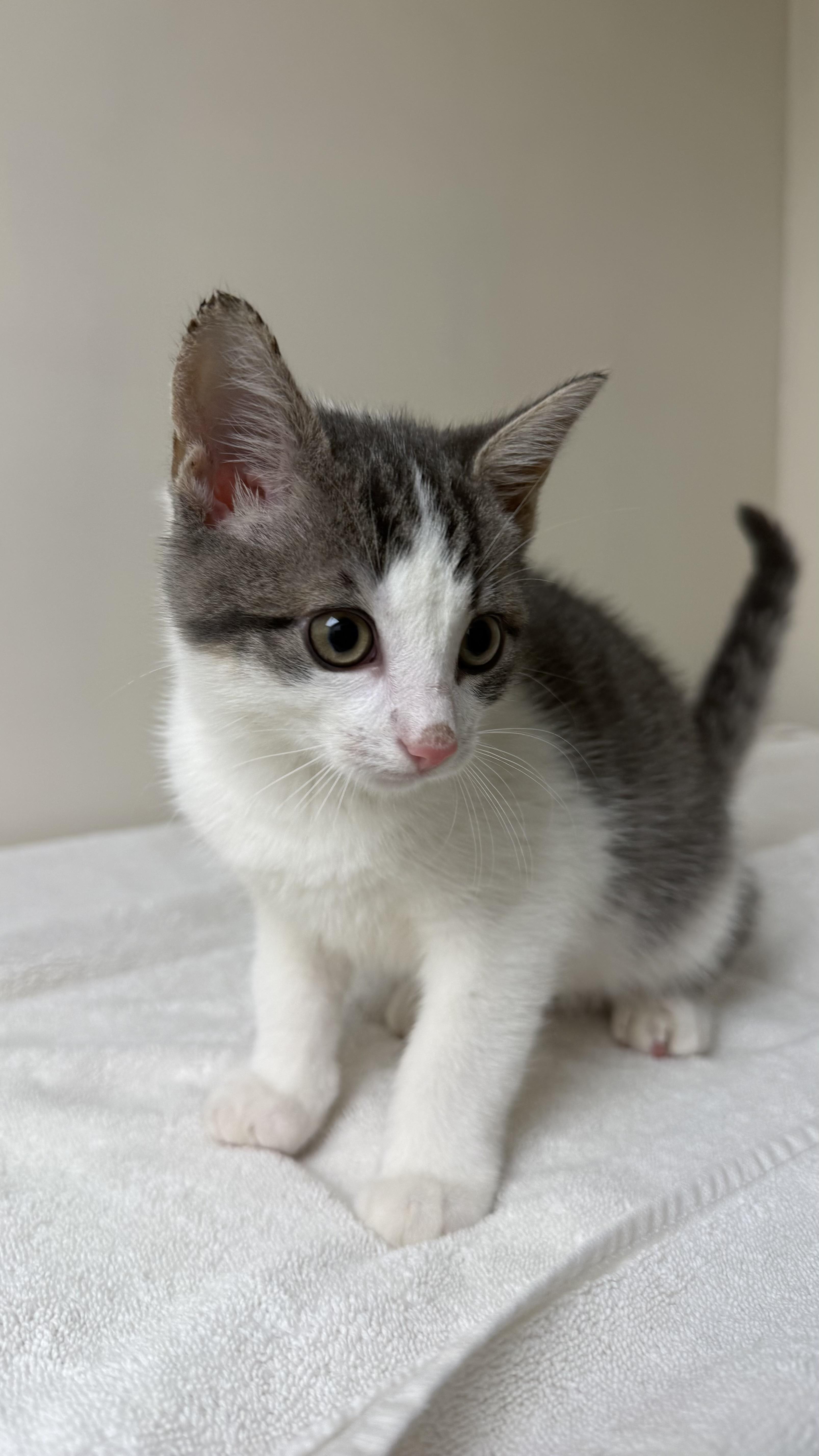 A young small-sized male American Shorthair cat named Harold for adoption in Medford, MA