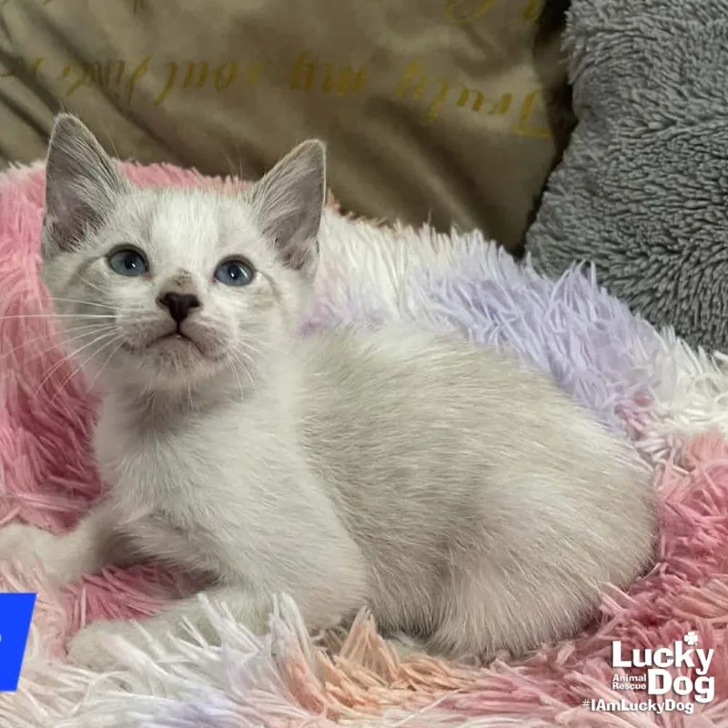 A baby medium-sized male Buff / Tan / Fawn Domestic Short Hair cat named Lil Sonic for adoption in Washington, DC