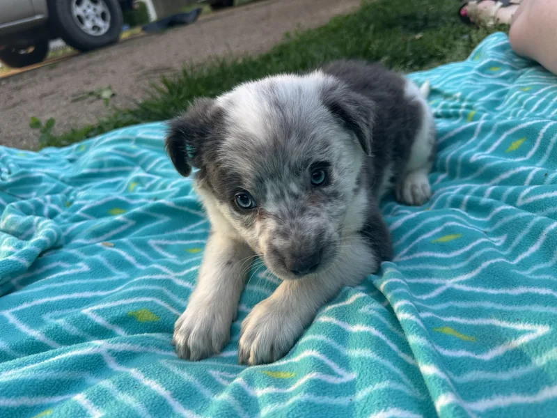 A baby medium-sized female Gray / Blue / Silver Australian Cattle Dog / Blue Heeler dog named Mattie for adoption in Mount Juliet, TN